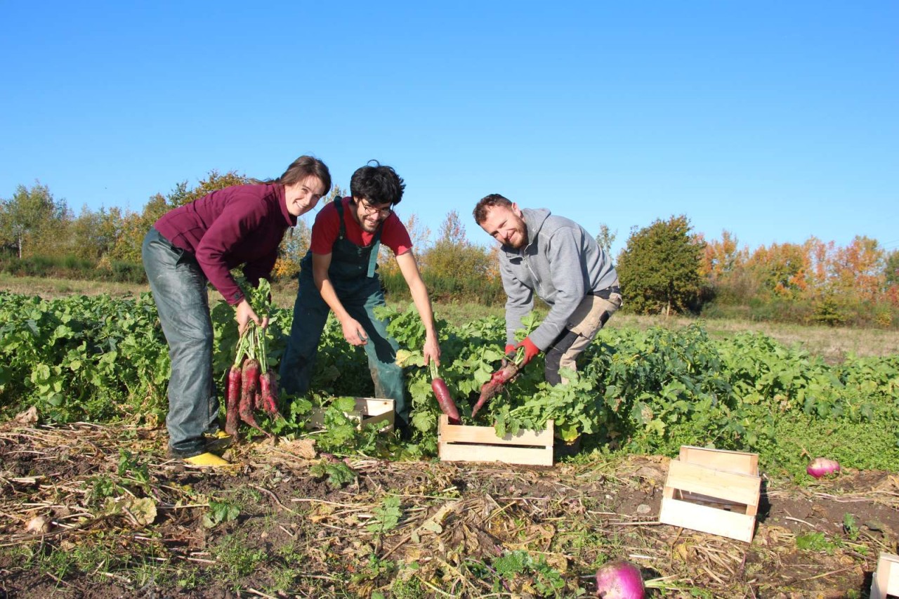 LE JARDIN DE COCAGNE ANGEVIN